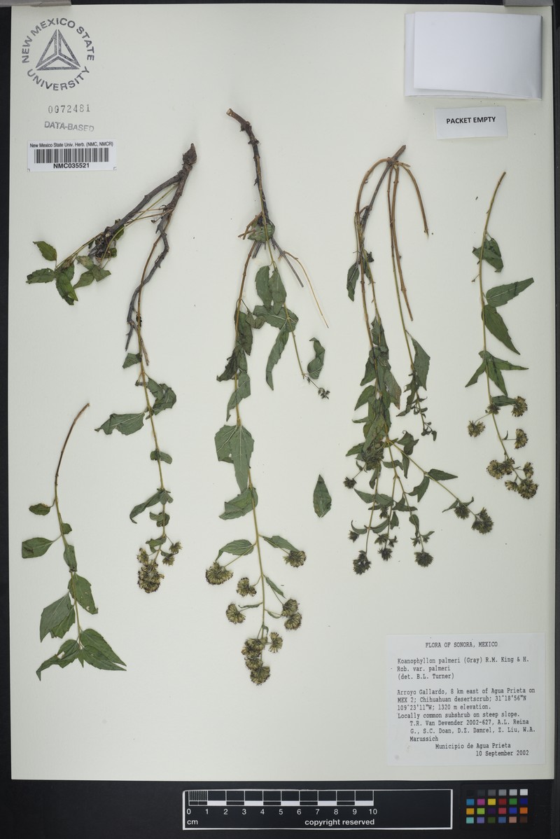 Koanophyllon palmeri var. palmeri photo 2