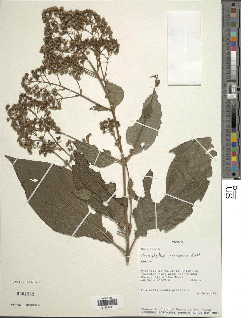 Koanophyllon panamensis