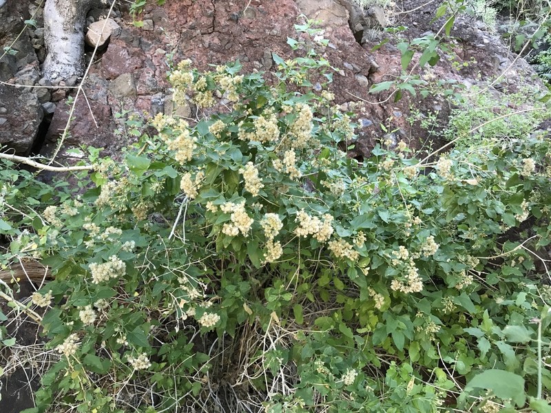Koanophyllon peninsulare