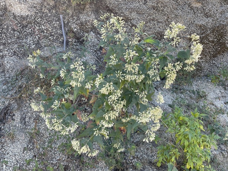 Koanophyllon peninsulare photo 2
