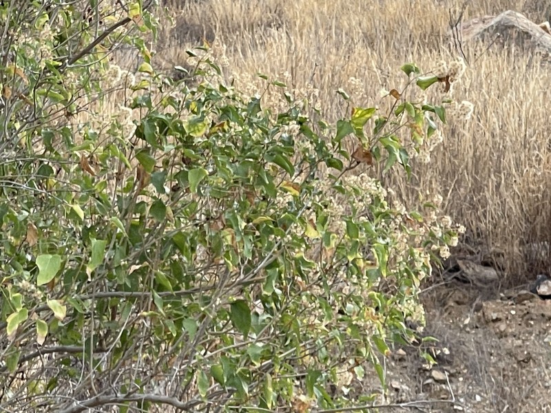 Koanophyllon peninsulare photo 8