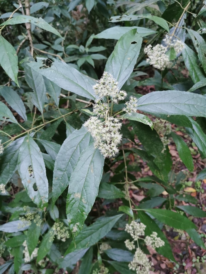 Koanophyllon pittieri
