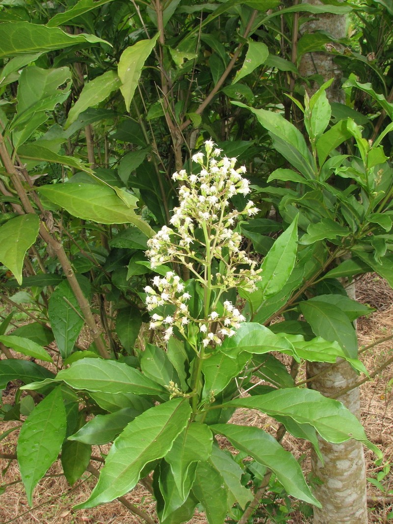 Koanophyllon pittieri photo 2
