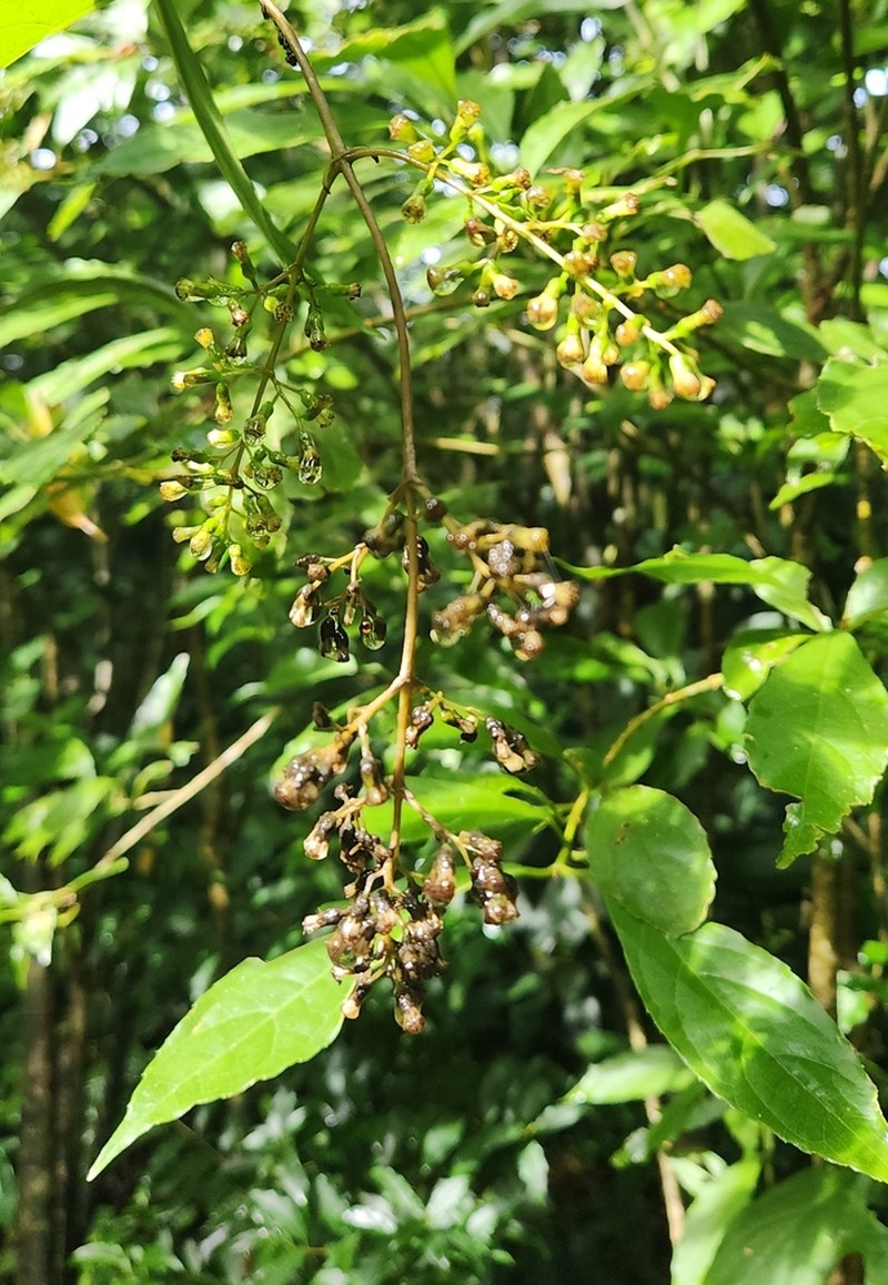 Koanophyllon pittieri photo 3