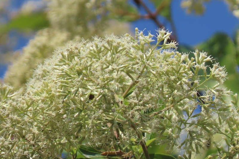 Koanophyllon pittieri photo 6