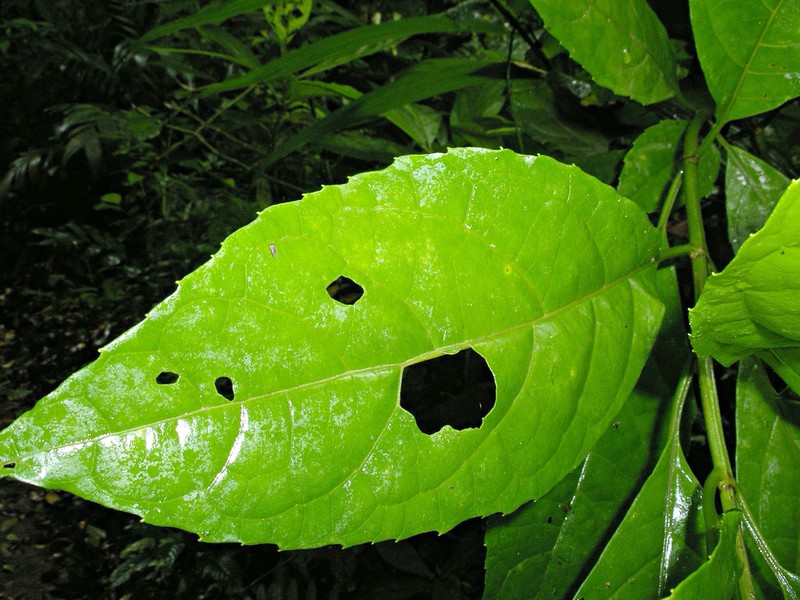 Koanophyllon pittieri photo 8
