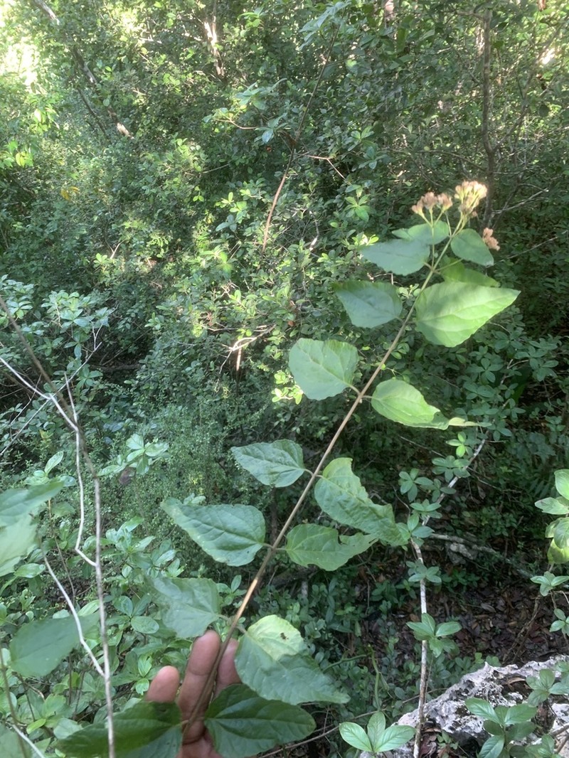 Islandthicket Thoroughwort