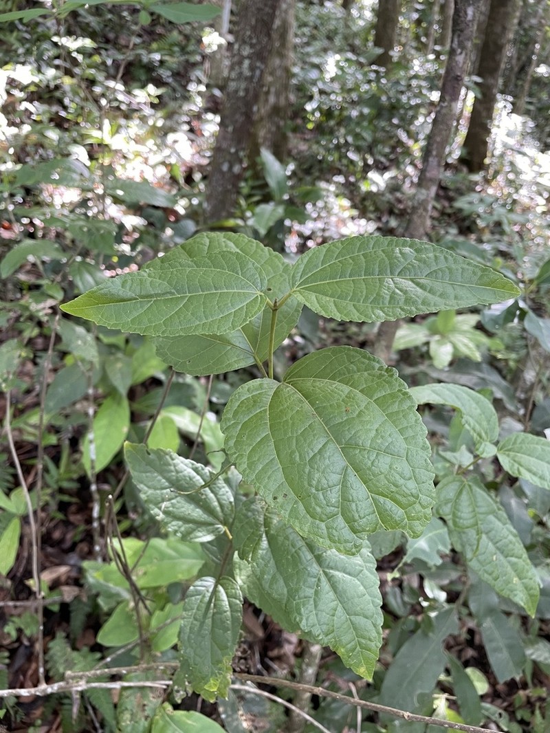 Islandthicket Thoroughwort photo 2
