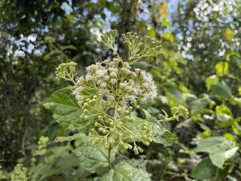 Islandthicket Thoroughwort photo 3