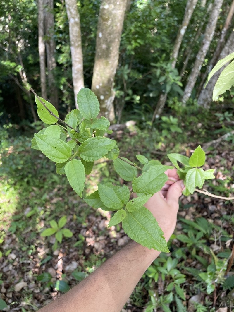 Islandthicket Thoroughwort photo 4
