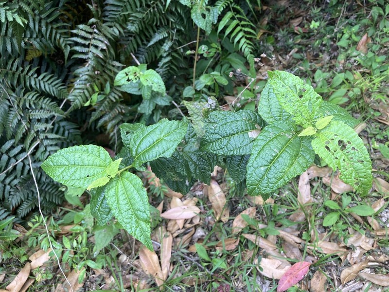 Islandthicket Thoroughwort photo 5