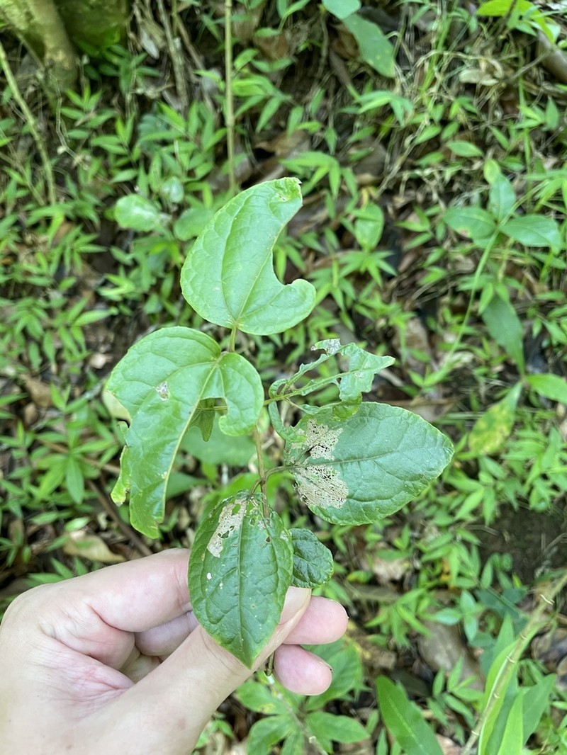 Islandthicket Thoroughwort photo 6