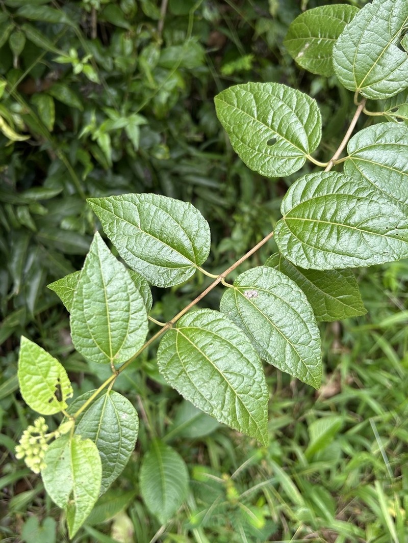 Islandthicket Thoroughwort photo 7