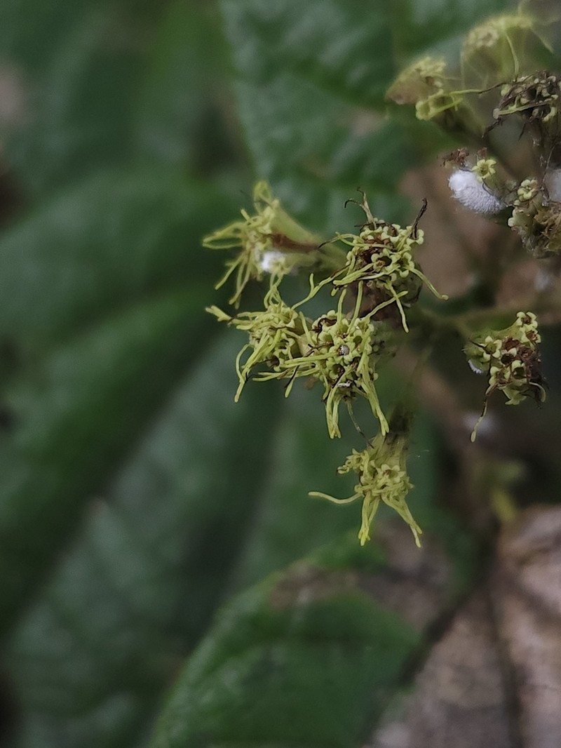 Islandthicket Thoroughwort photo 8