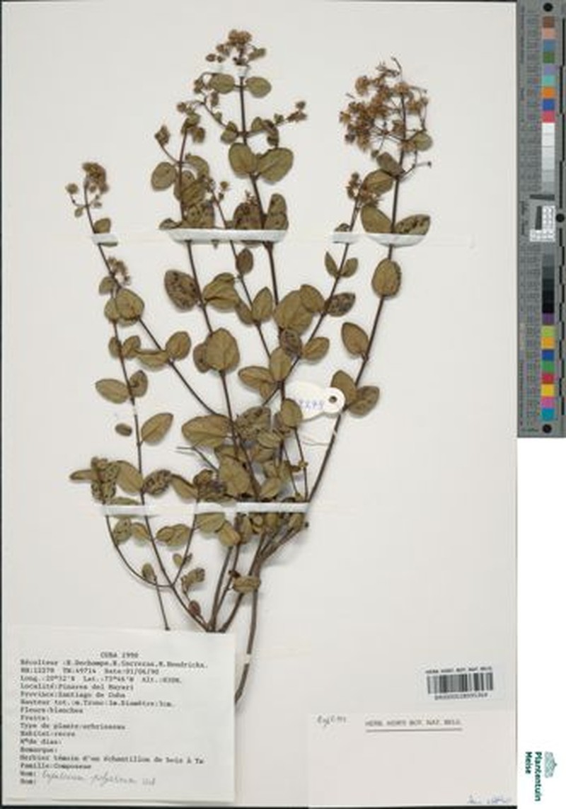 Koanophyllon polystictum