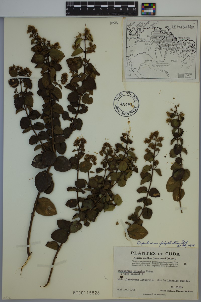 Koanophyllon polystictum photo 2