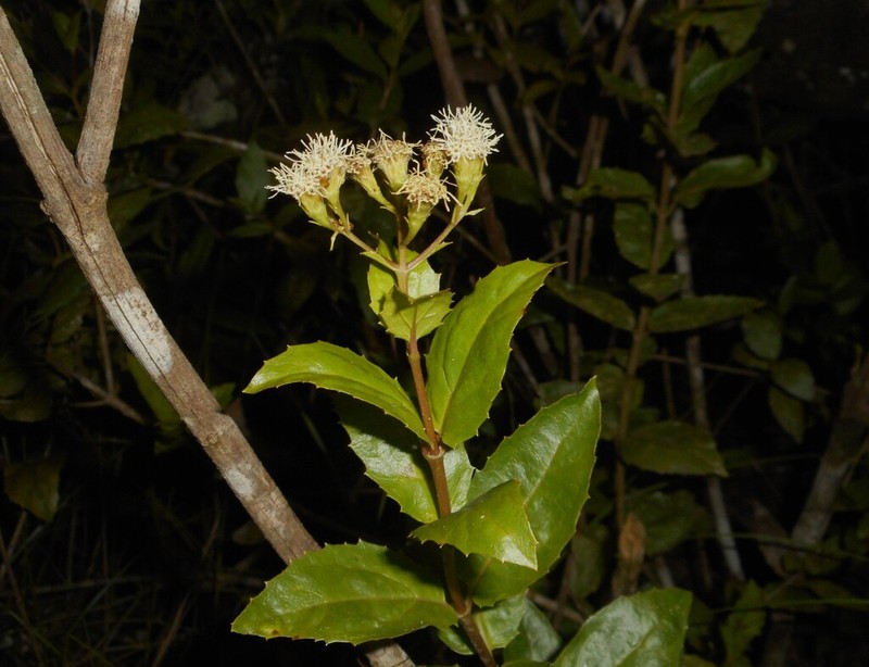 Koanophyllon prinodes