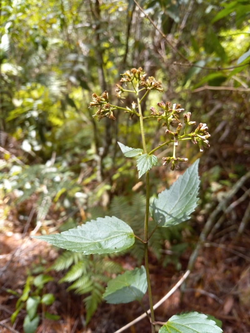 Koanophyllon puberulum