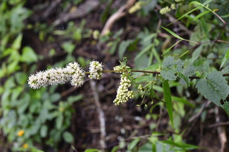 Koanophyllon ravenii