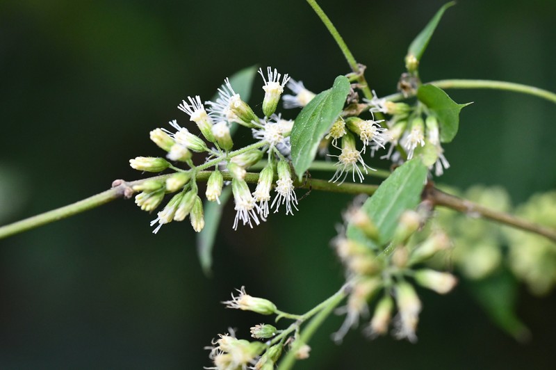 Koanophyllon ravenii photo 4