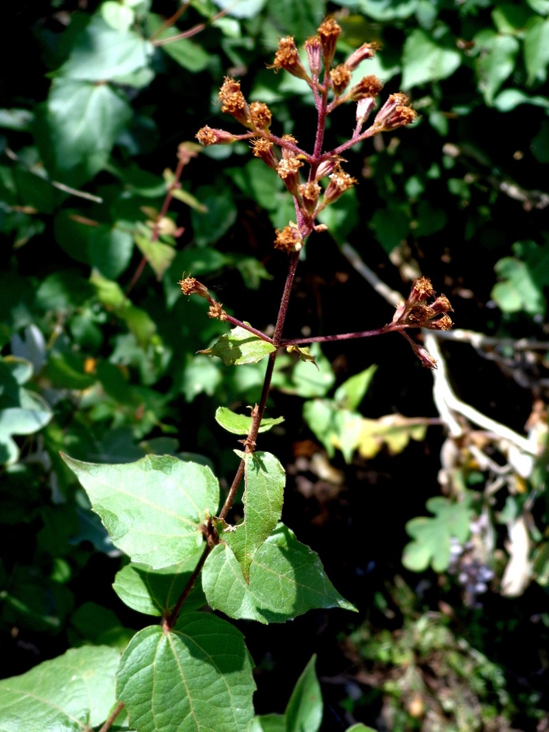 Koanophyllon reyrobinsonii