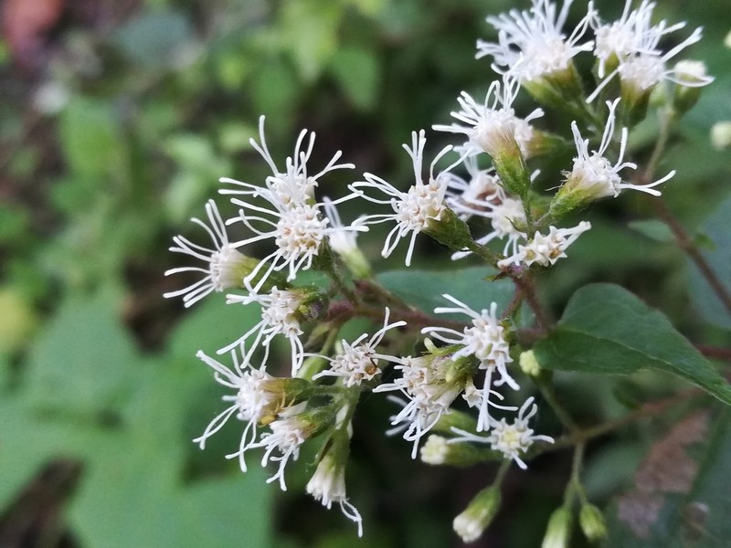 Koanophyllon reyrobinsonii photo 2