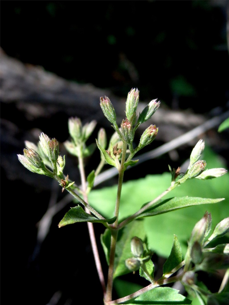 Koanophyllon reyrobinsonii photo 3