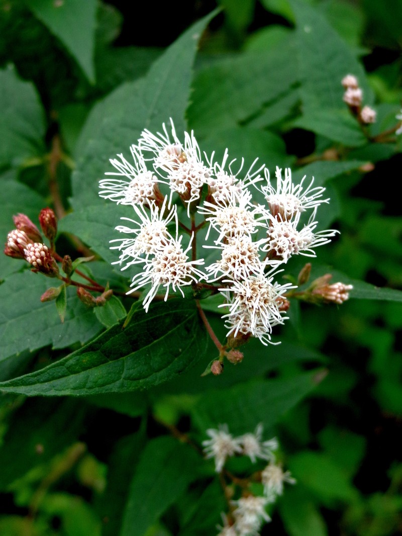 Koanophyllon richardsonii