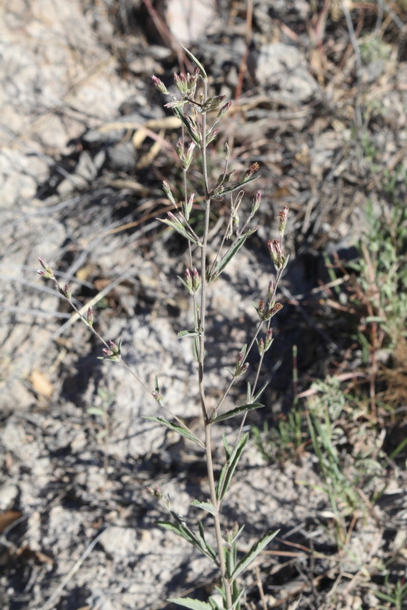 Koanophyllon rzedowskii photo 2