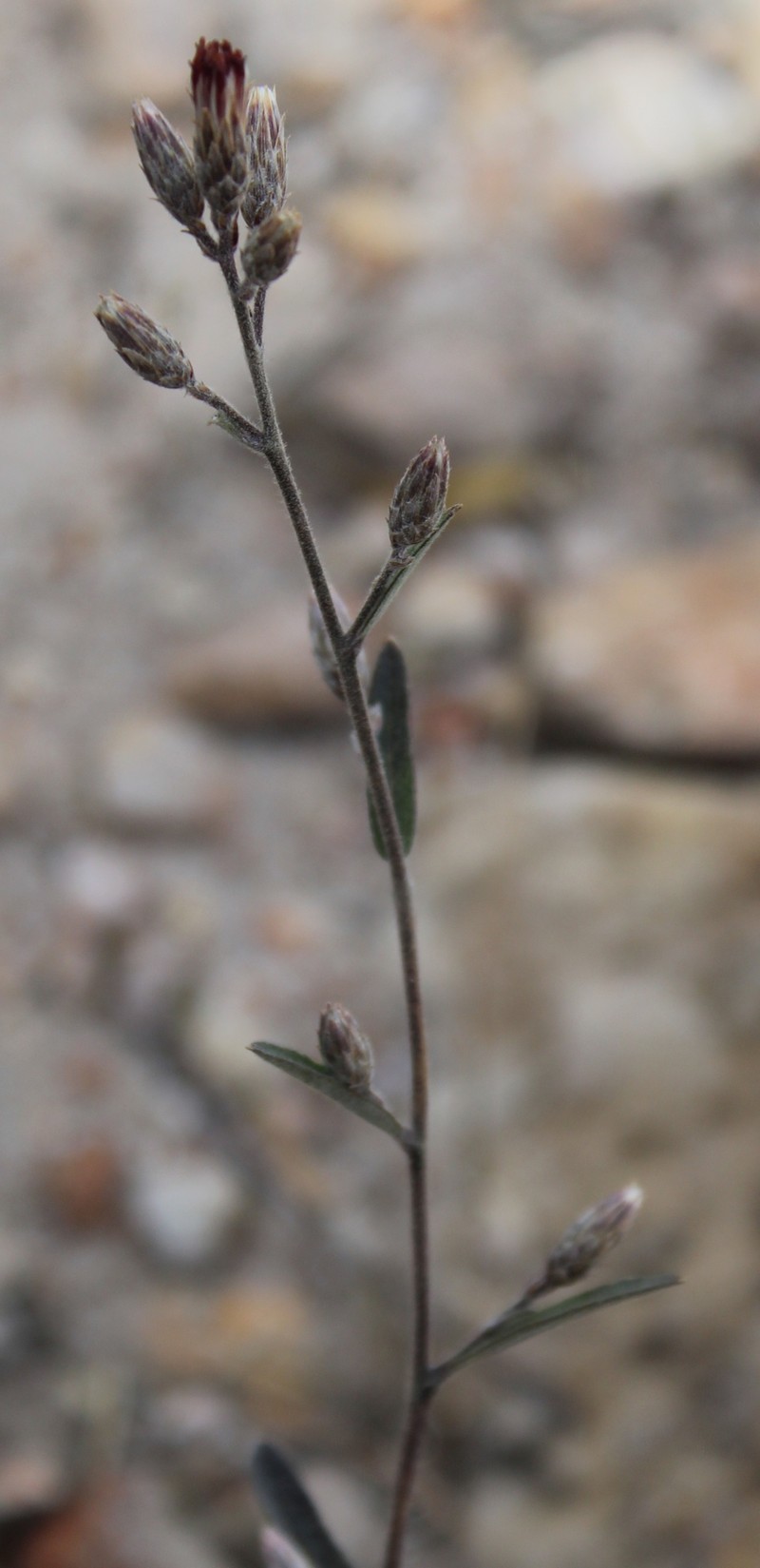 Koanophyllon rzedowskii photo 3