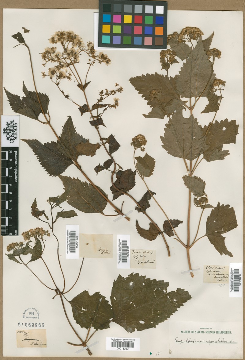 Koanophyllon scabriusculum photo 3