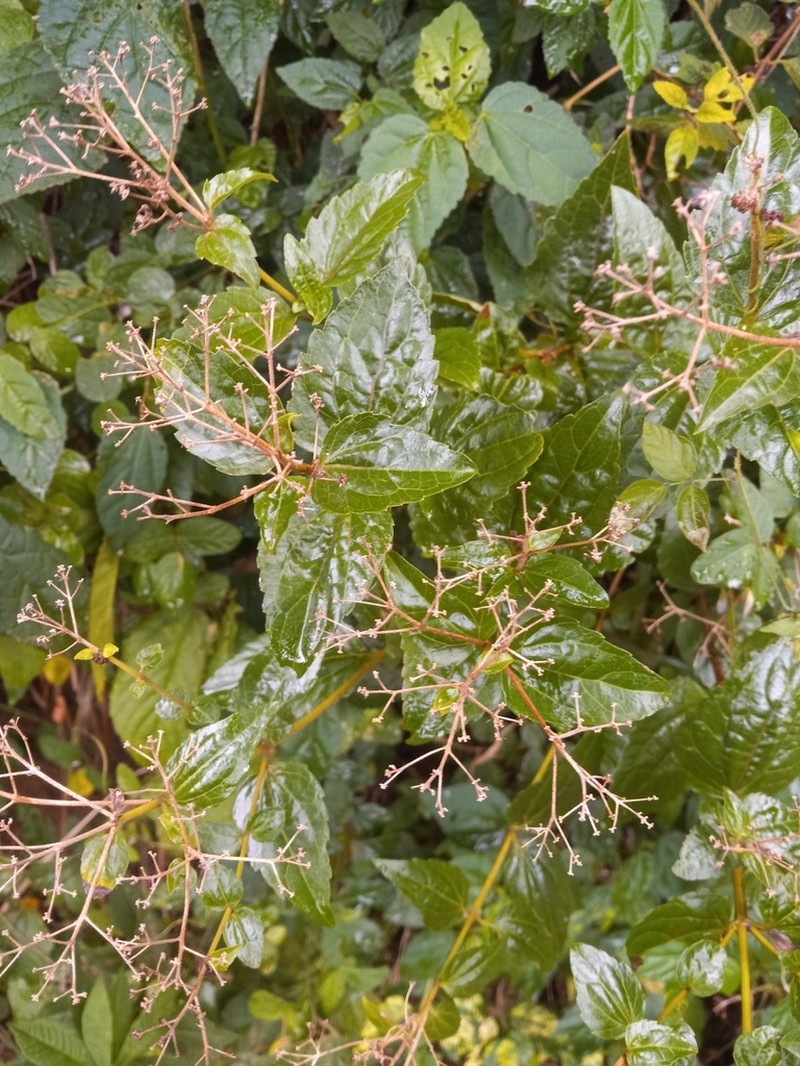 Koanophyllon sciatraphes photo 2
