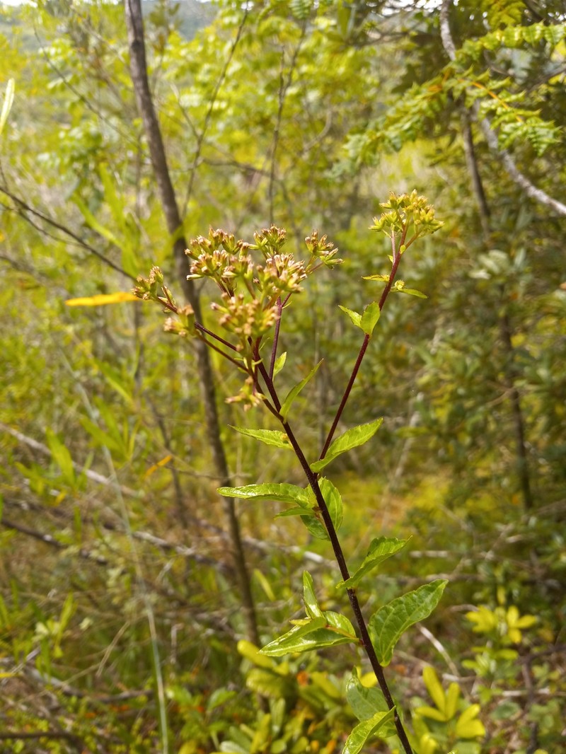 Koanophyllon sciatraphes photo 3
