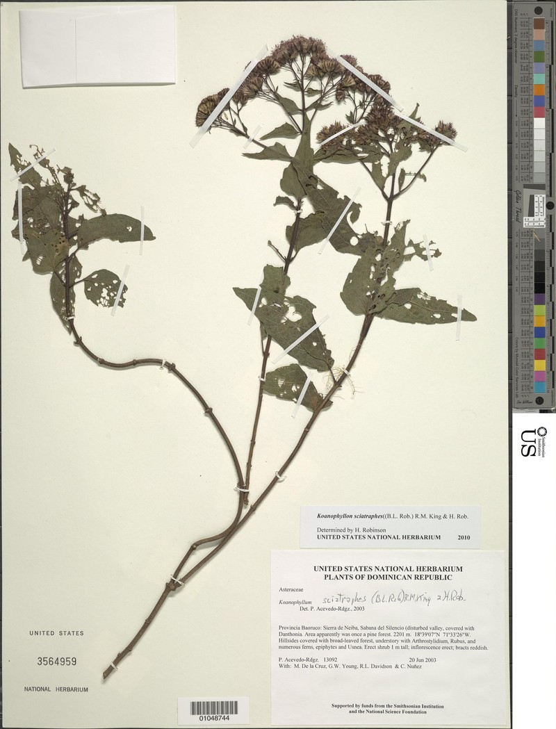 Koanophyllon sciatraphes photo 4