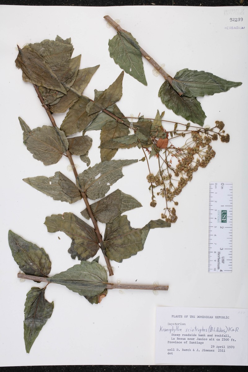 Koanophyllon sciatraphes photo 5
