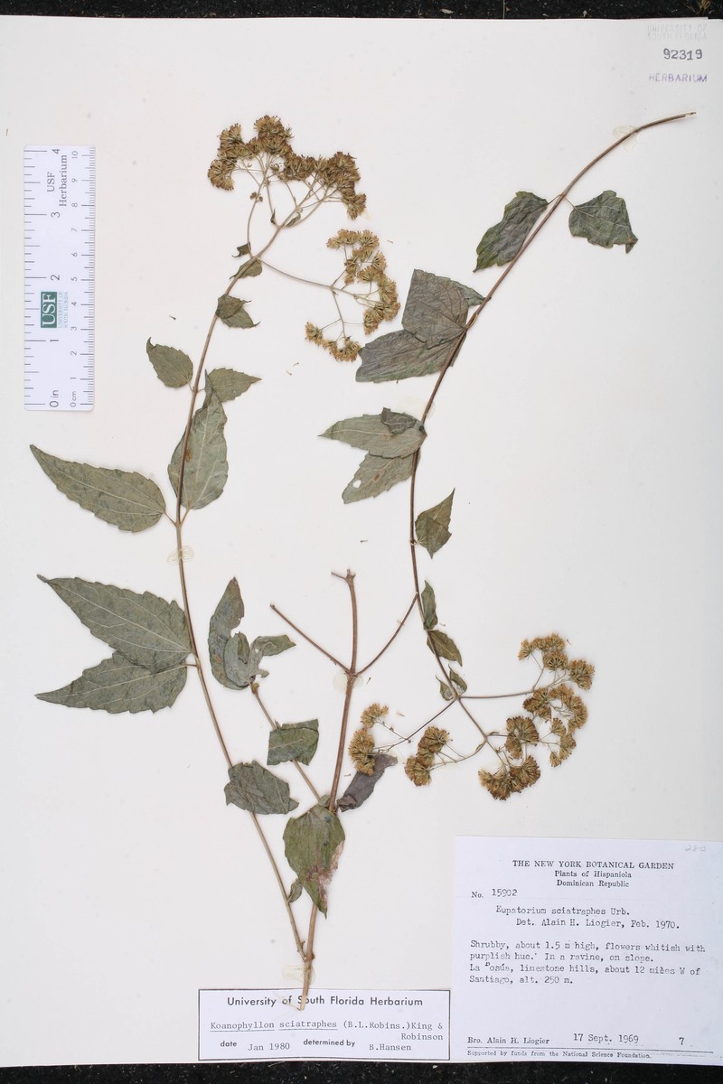 Koanophyllon sciatraphes photo 6