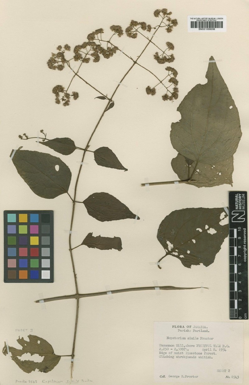 Koanophyllon simile