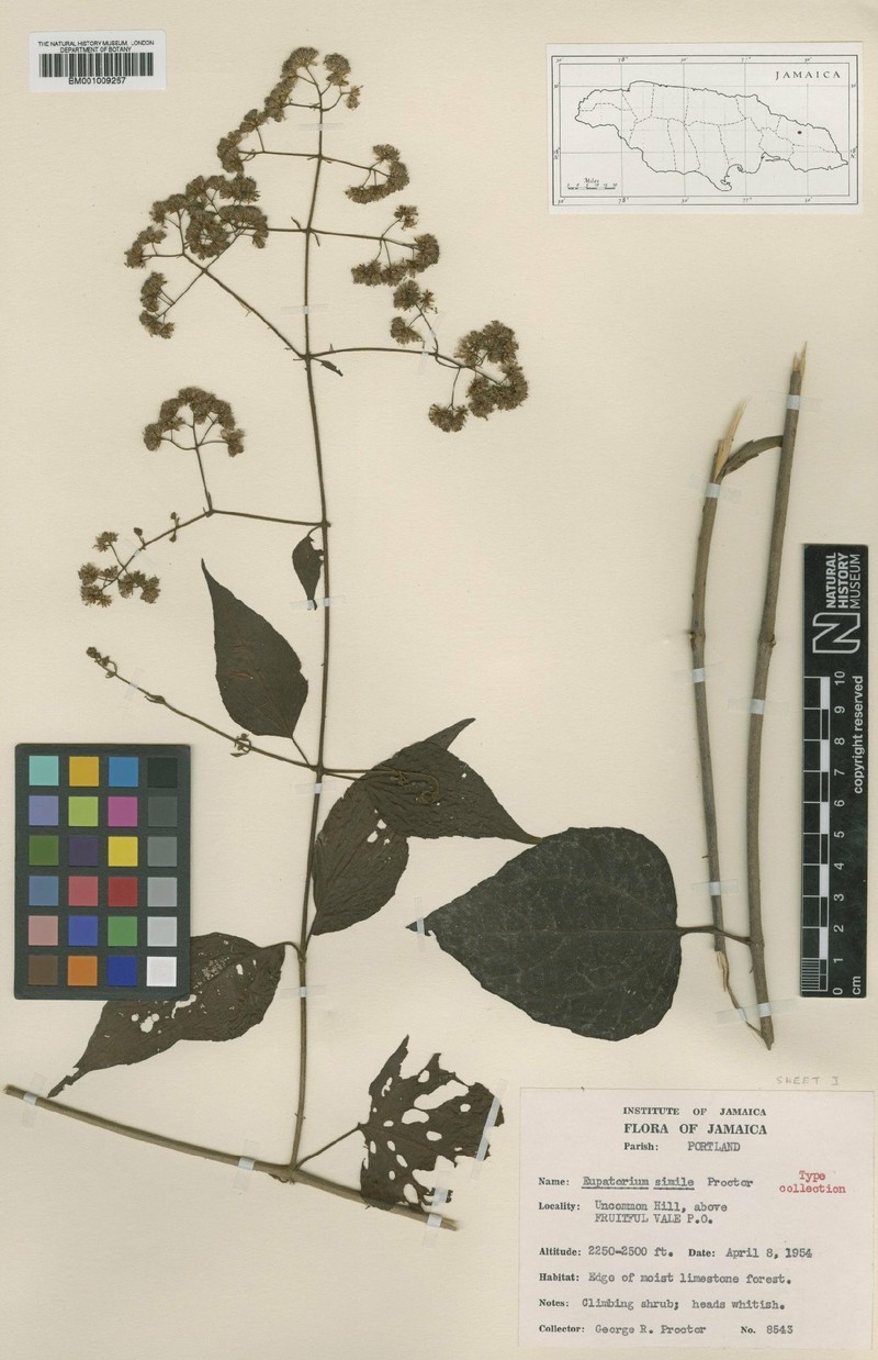 Koanophyllon simile photo 2