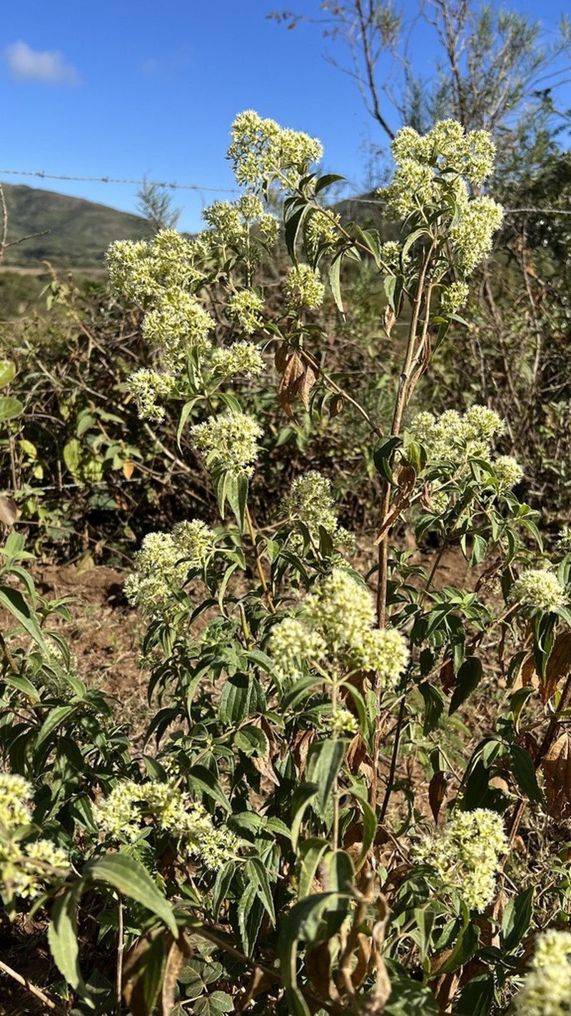 Koanophyllon simillimum