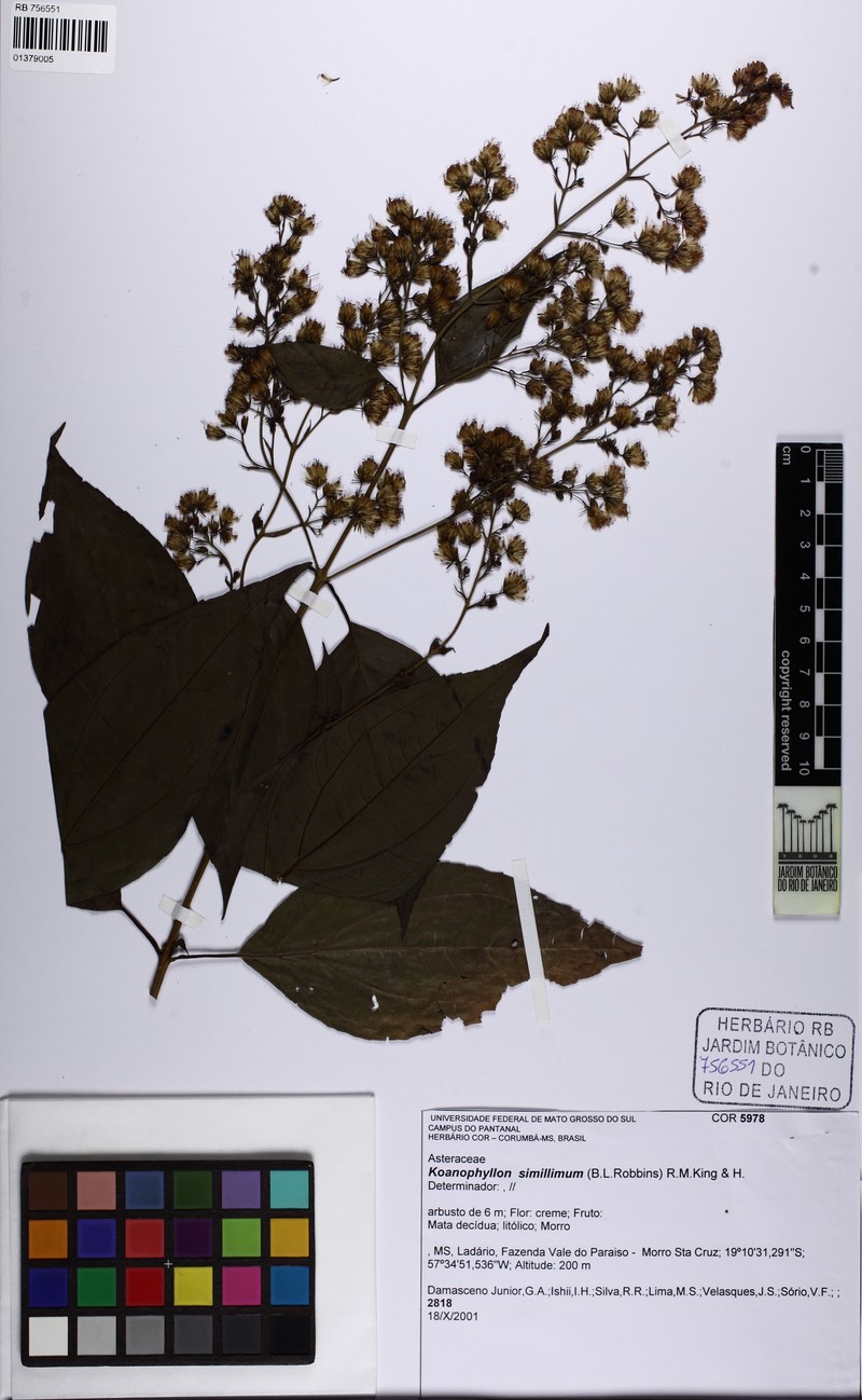 Koanophyllon simillimum photo 3