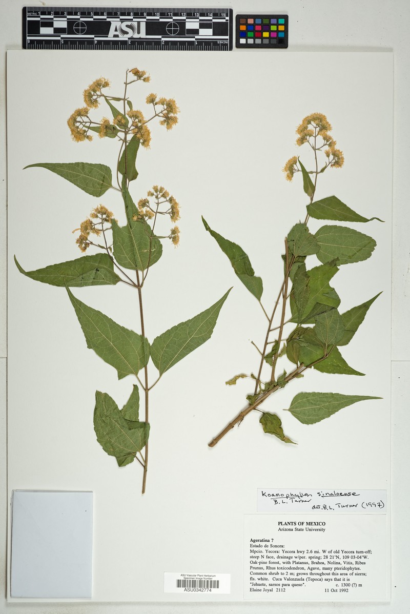 Koanophyllon sinaloensis