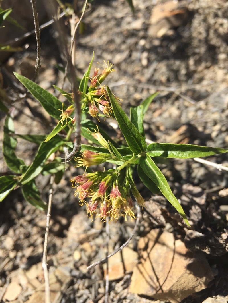 Shrubby Thoroughwort