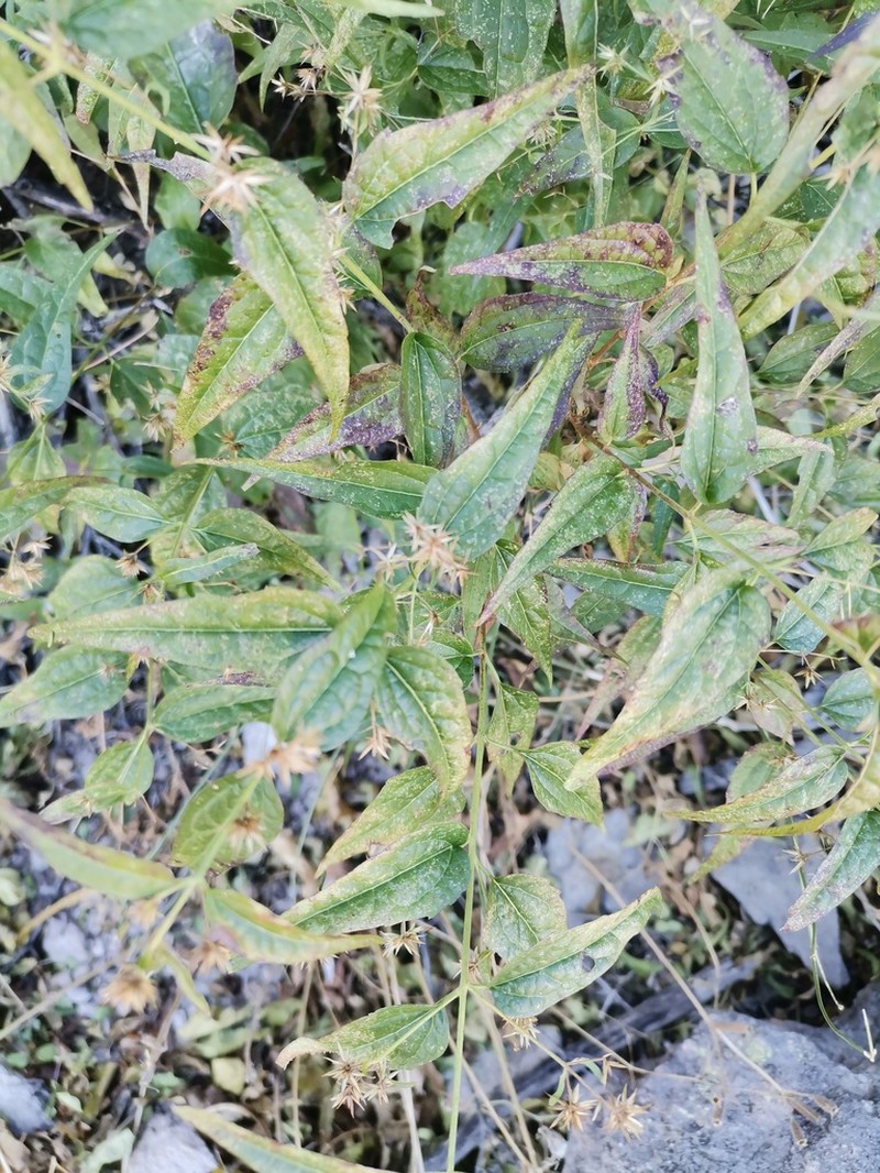 Shrubby Thoroughwort