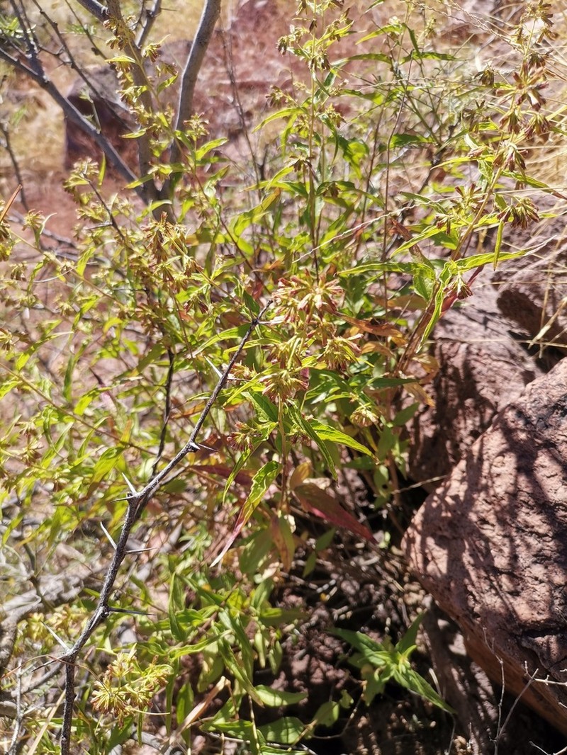 Shrubby Thoroughwort photo 2