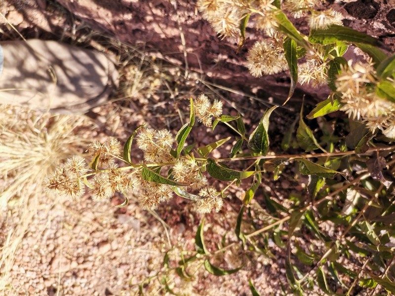 Shrubby Thoroughwort photo 3
