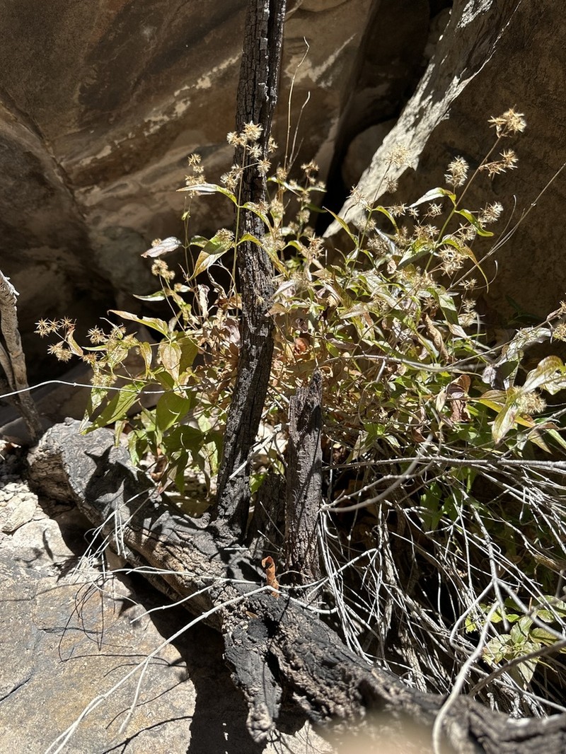 Shrubby Thoroughwort photo 4