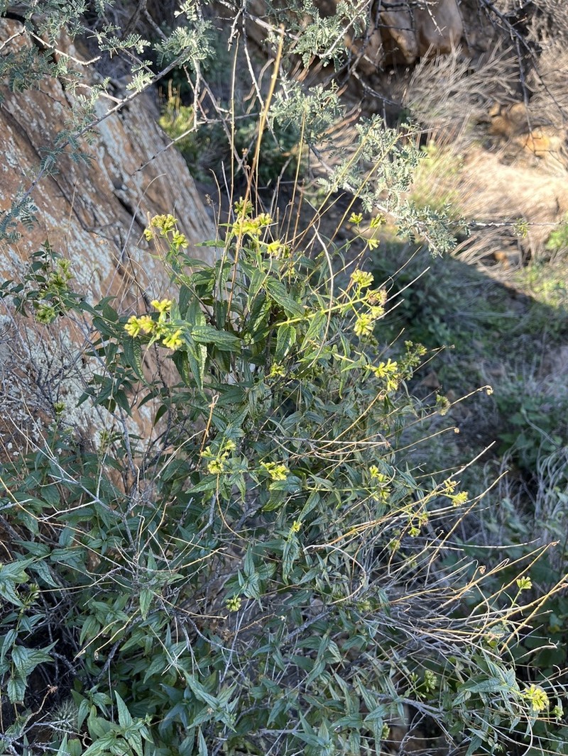 Shrubby Thoroughwort photo 5