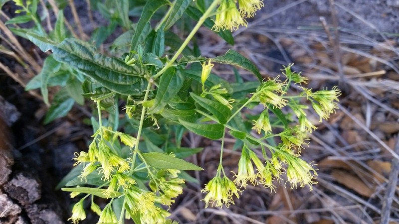 Shrubby Thoroughwort photo 6