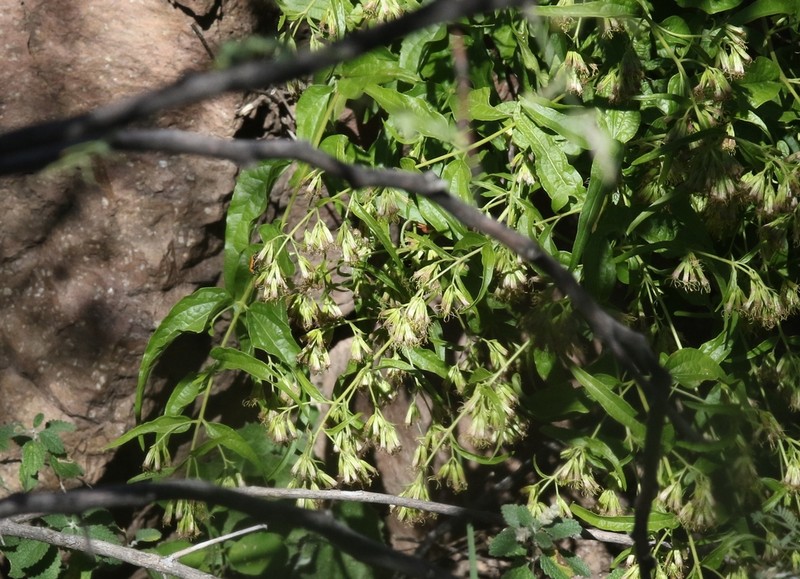 Shrubby Thoroughwort photo 7