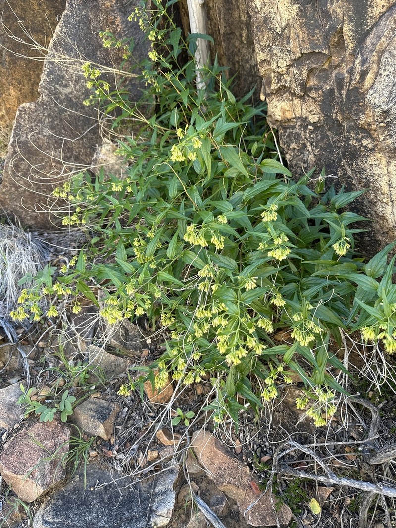 Shrubby Thoroughwort photo 8